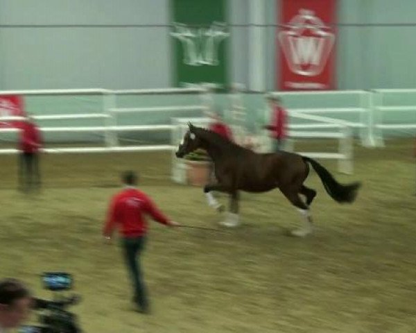 horse Hengst von Florenciano 6 (Westphalian, 2010, from Florenciano 6)