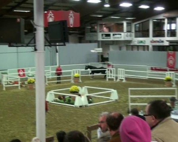 horse Hengst von Ehrenpreis (Westphalian, 2010, from Ehrenpreis)
