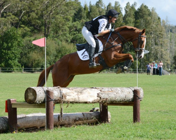 horse Royal Genie (New Zealand Warmblood, 2009, from Royal Blend)