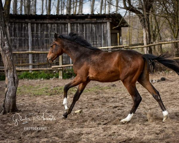 horse Florentiam de Gilián (Hungarian Warmblood, 2021, from Zapatero VDL)
