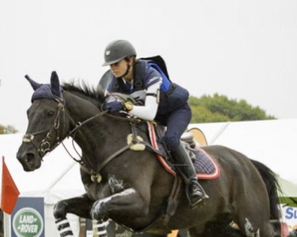 Springpferd Henton After Dark (Neuseeländisches Warmblut, 2001, von Anamour)