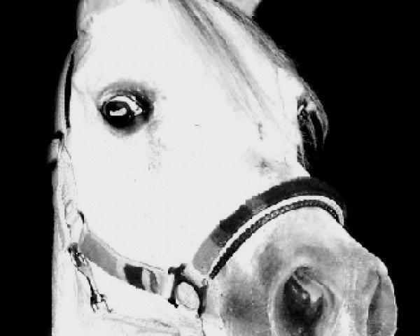 broodmare Nacera 1989 ox (Arabian purebred, 1989, from Rabdan ox)