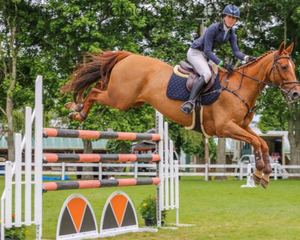 jumper Henton Faberge (New Zealand Warmblood, 2005, from For Edition)