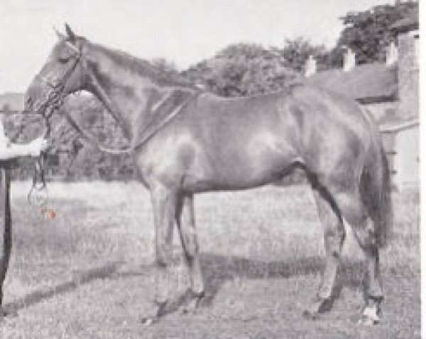 Deckhengst Jekyll xx (Englisches Vollblut, 1951, von Alycidon xx) Deckhengst Jekyll xx (Englisches Vollblut, 1951, von Alycidon xx)
