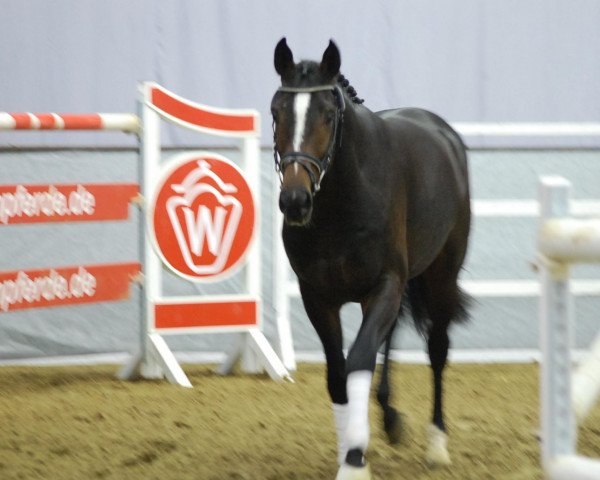 horse Hengst von Starnberg (Westphalian, 2010, from Starnberg)