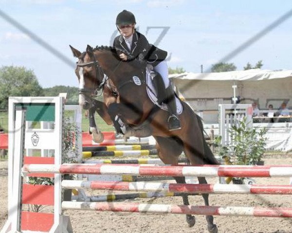 dressage horse Loki Z (Westphalian, 2006, from Lacordos)