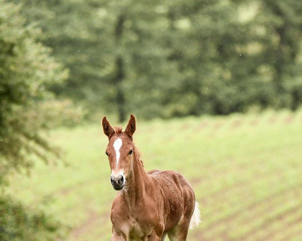 Pferd Frieda Sturm (Westfale, 2022, von For My Pleasure)