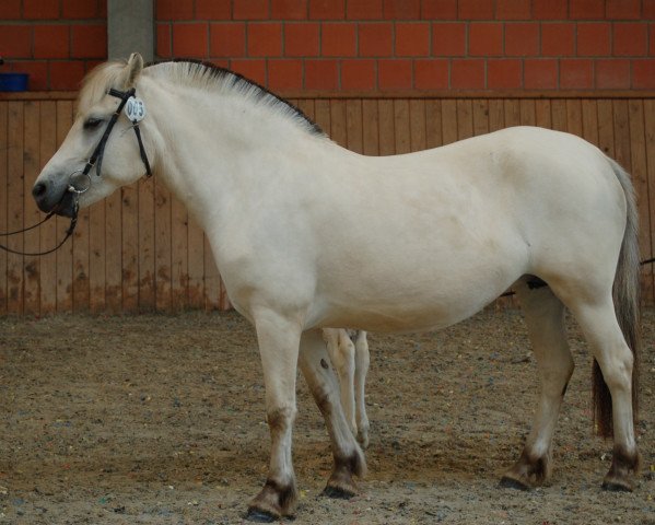 broodmare Klosterhof's Jojo Baroness (Fjord Horse, 2018, from Solfin Skovå)