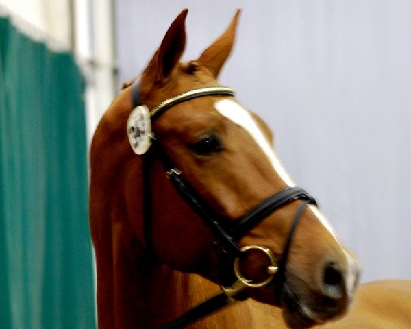 Pferd Hengst von Zack (Oldenburger, 2010, von Zack)