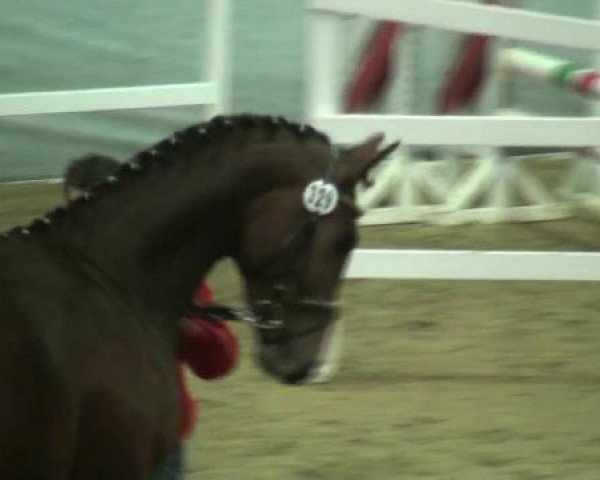 horse Soul (Westphalian, 2010, from Son of Cologne)