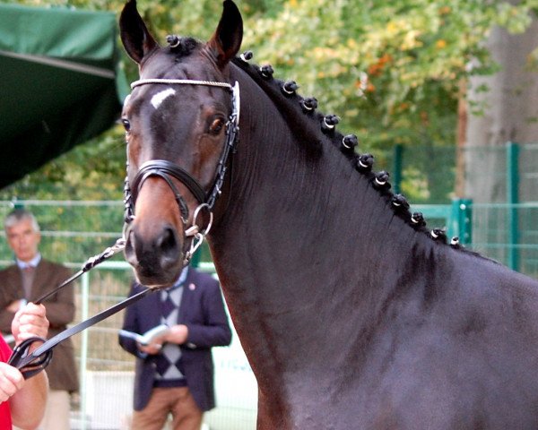 Pferd Hengst von Sunday (Westfale, 2010, von Sunday)