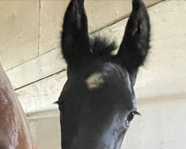 horse Fantinus P (Hanoverian, 2022, from Follow Him´s Schönweide)