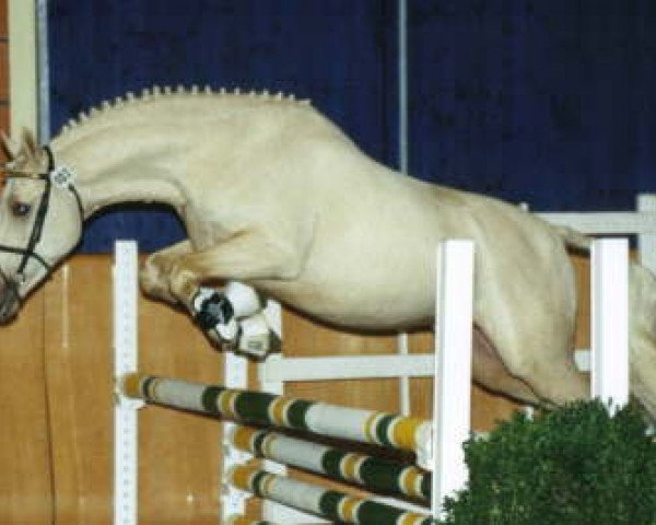 dressage horse Dumont BE (German Riding Pony, 2003, from Deinhard B)