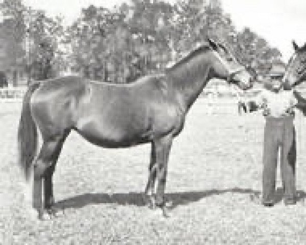 broodmare Wood Nymph xx (Thoroughbred, 1881, from Musket xx)