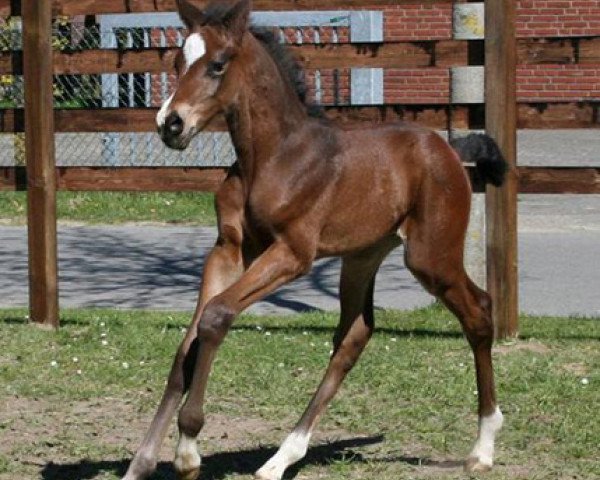 horse Na und (Holsteiner, 2009, from Nekton)