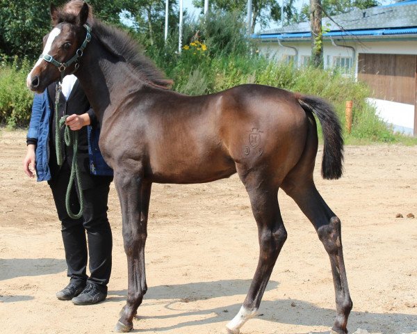 horse Dancing Flow (Holsteiner, 2011, from Quarz Ask)