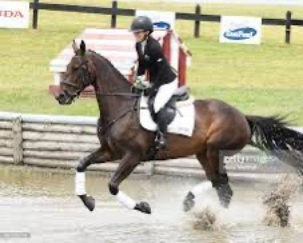 Pferd Henton Armada (Neuseeländisches Warmblut, 2011, von Anamour)