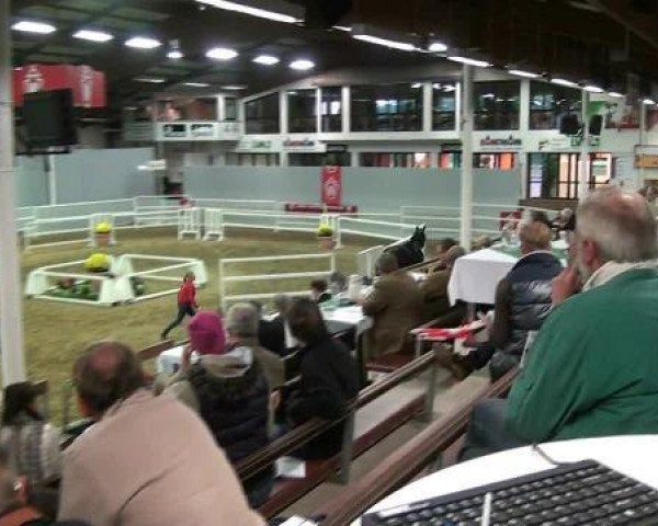 horse Lord Peter 4 (Westphalian, 2010, from L'espoir)