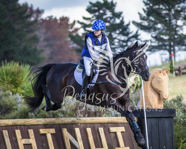 Pferd Henton Armani (Neuseeländisches Warmblut, 2011, von Anamour)