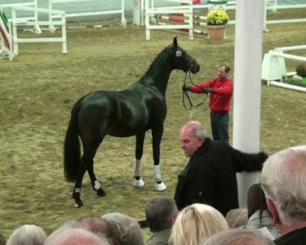 Pferd Hengst von Fürstenball (Westfale, 2010, von Fürstenball)