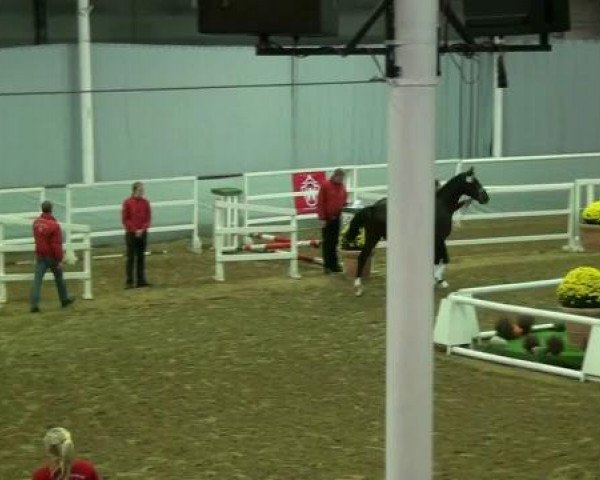 stallion Quimari W (Westphalian, 2010, from Quidam B Z)