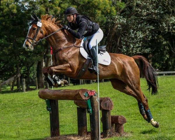 horse Henton First Lady (New Zealand Warmblood, 2011, from For Edition)