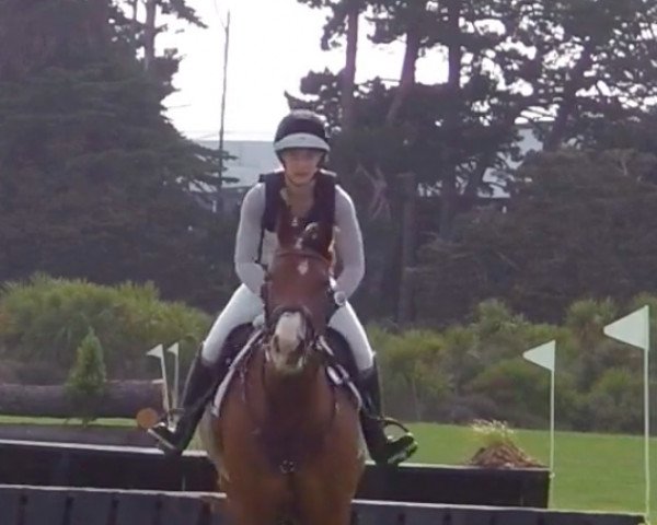 horse Henton Flamboyant (New Zealand Warmblood, 2013, from For Edition)
