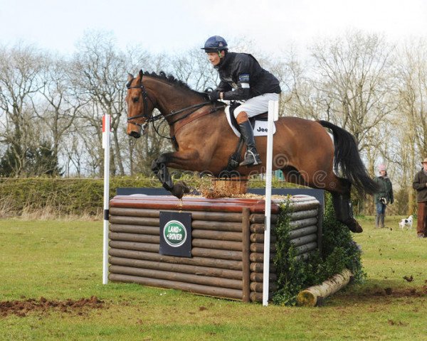 horse Henton For Fun (New Zealand Warmblood, 2006, from For Edition)