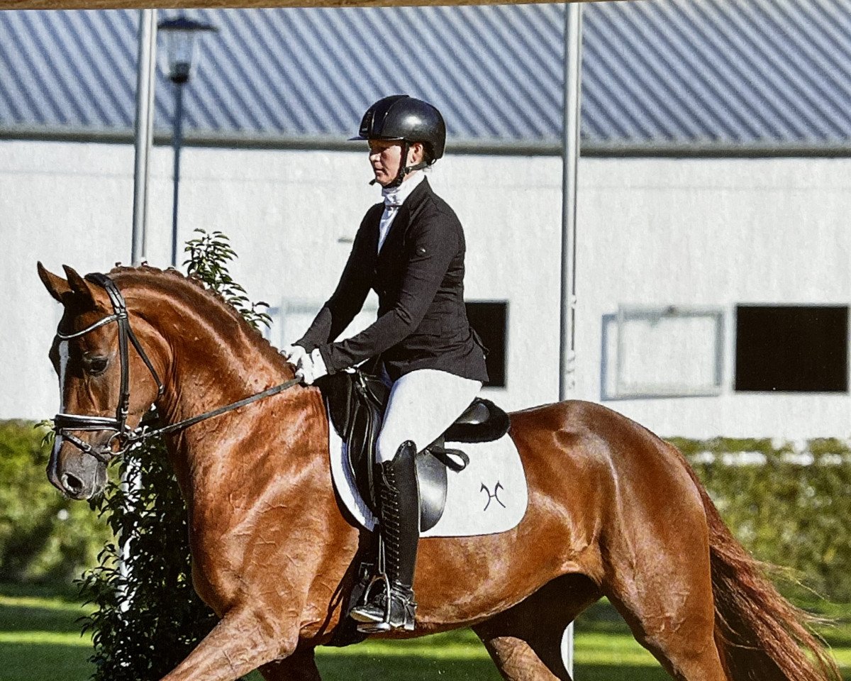 dressage horse Fleur Rouge (Rhinelander, 2017, from Feinrich)