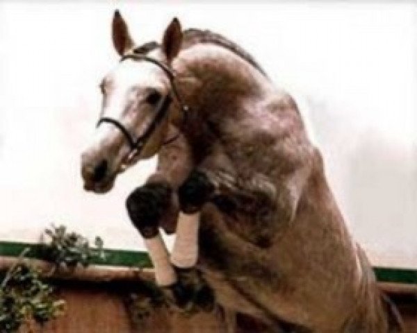 stallion Graf Landau (Hanoverian, 1984, from Genever) stallion Graf Landau (Hanoverian, 1984, from Genever)