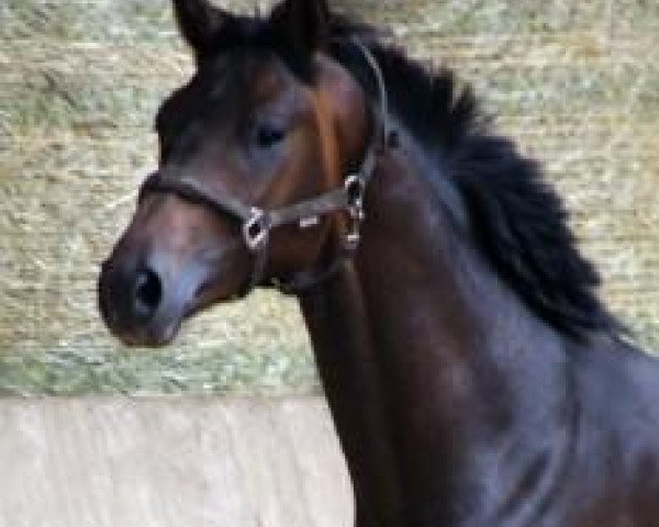 dressage horse Flynt (Hanoverian, 2010, from Fiorano) dressage horse Flynt (Hanoverian, 2010, from Fiorano)