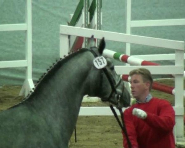 Springpferd Concado (Westfale, 2010, von Congress)
