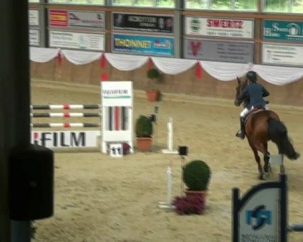jumper Candiro (Holsteiner, 1999, from Candillo Z)