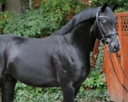 dressage horse Bon Noir 4 (Hanoverian, 2019, from Bon Coeur)