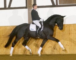 Deckhengst Patriot (Amerikanisches Warmblut, 1998, von Pharao)