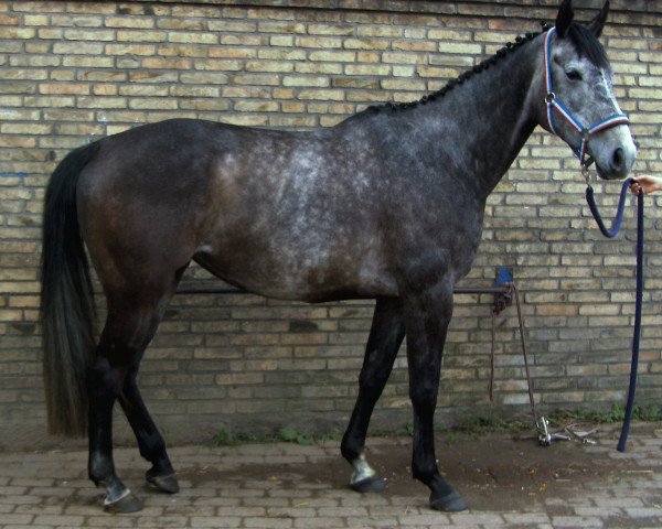 Pferd Queen Chirac (Holsteiner, 2001, von Chirac)