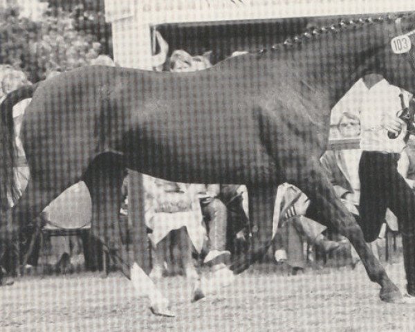 broodmare Arwetta (Trakehner, 1971, from Habicht)