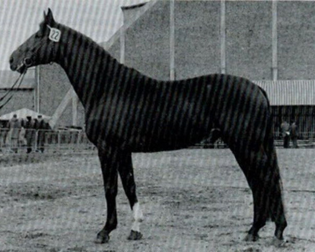 Deckhengst Waldschuetz (Hannoveraner, 1969, von Waidmannsdank xx)
