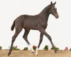 jumper Cc Skyfall Tt (Holsteiner, 2012, from Casall Ask)