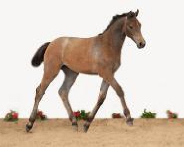 horse Fohlen Elm 06 (Holsteiner, 2012, from Casall Ask)