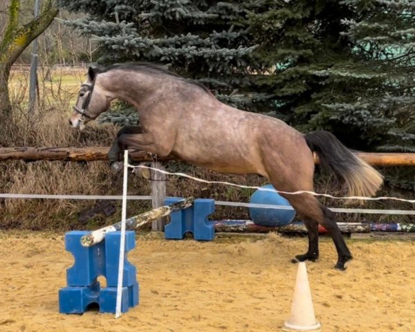 horse Chitano Classic (Holsteiner, 2018, from Canturano I)