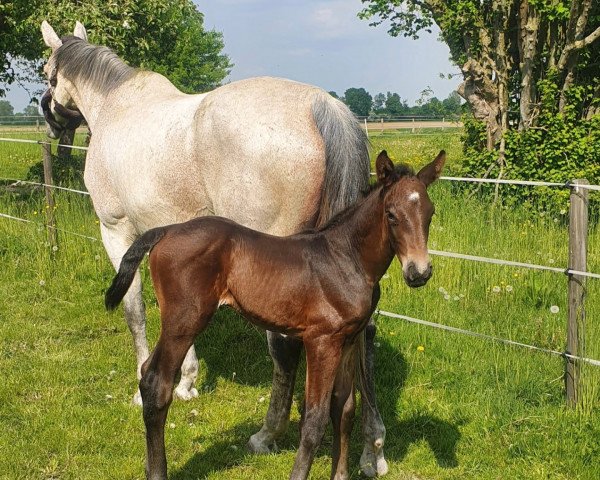 Pferd Vittorio R (Holsteiner, 2022, von Vigado)