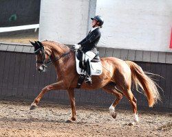 Dressurpferd Bella Adoro (Hannoveraner, 2010, von Belissimo NRW)