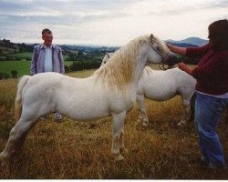 Deckhengst Revel Janus (Welsh Mountain Pony (Sek.A), 1970, von Clan Pip)