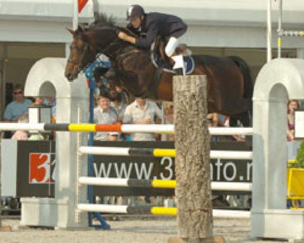 stallion Conan Z (Holsteiner, 1997, from Concerto II)
