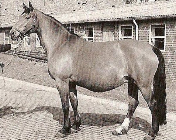 broodmare Capries (Hanoverian, 1989, from Calypso II)