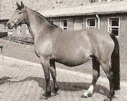 broodmare Capries (Hanoverian, 1989, from Calypso II)