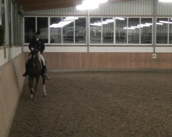 dressage horse Chamsin 2 (Rhinelander, 2000, from Champus)