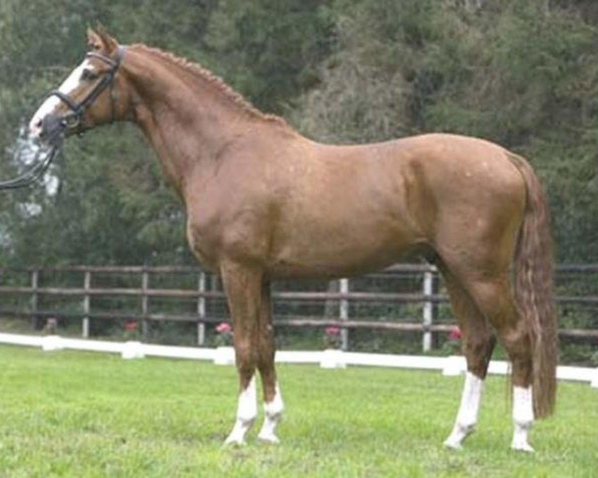 stallion Dragon Heart (Westphalian, 2004, from Dresemann)