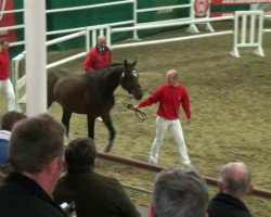 jumper F. Inspector (KWPN (Royal Dutch Sporthorse), 2010, from Clinton I)